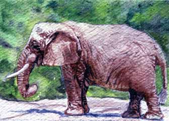 "Elephant" by Beverly Larson, Fitchburg WI - Watercolor, SOLD